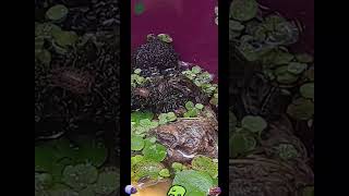 Frog in pond eating some snacks 🐸🦐☺️ [upl. by Kerrie]