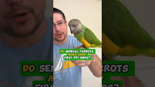 Do Senegal Parrots Make Good First Pet Bird [upl. by Behn]