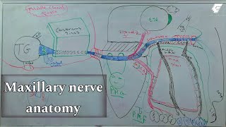 maxillary injection techniques 1 quotmaxillary nerve anatomyquot  oral surgery  عزت شومان [upl. by Morganica]