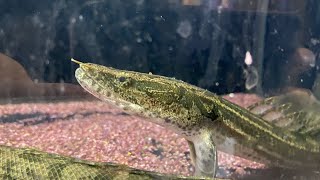 Yay or nay Polypterus birchir bichir or Nigerian Lapradei for you [upl. by Pascia489]