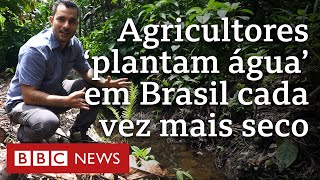 Agricultores transformam deserto em floresta no Semiárido brasileiro [upl. by Perot]