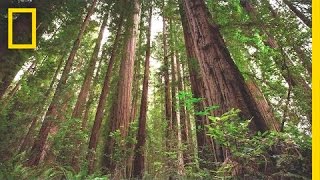 Experience the Magic of Redwood National Park  Short Film Showcase [upl. by Lua]