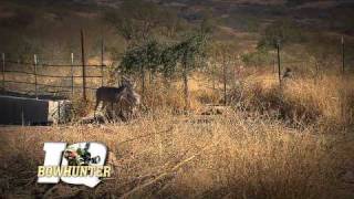 Worldclass Bowhunter IQ Coues Deer [upl. by Aela]