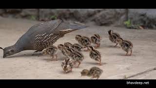 California Quail with baby chicks in our backyard [upl. by Anairda]