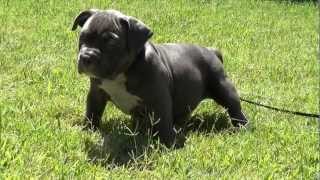 Extreme XL Pocket Blue bully pit bull pup SUPERSTAR female  6 weeks [upl. by Finn]