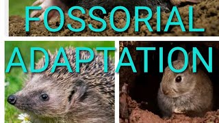 FOSSORIAL ADAPTATION  BURROWING MODE OF ADAPTATION  ECOLOGIICAL ADAPTATION [upl. by Mooney401]