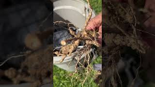 Holy nematodes on tomato plants ￼ [upl. by Oniluap713]