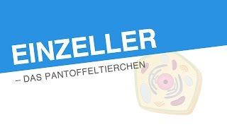 EINZELLER – DAS PANTOFFELTIERCHEN  Biologie  Biologie der Zellen [upl. by Minda]