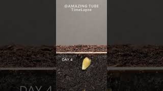 Growing Orange Tree from seed timelapse plants [upl. by Ayifa]