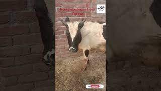 dehorning horn disbudding cattle cow veterinarymedicine animals vet [upl. by Nhor999]