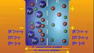 3 GibbsDonnan Equilibrium [upl. by Shannah]