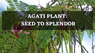 Agati Sesbania Grandiflora  Sesban  SwampPea  Hummingbird Tree  Plant Seed To Splendor [upl. by Williamsen]