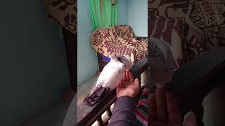 Ijjat kmayi ja Bhai pigeon kabootar birds birdslover rakakabutar [upl. by Halie503]