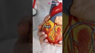 Fact of human body three shorts Shortfacts tranding viralvideo viralshorts amazingfacts [upl. by Yud673]