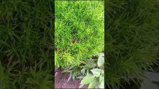 sajina subulata plant nature gardening [upl. by Adran101]