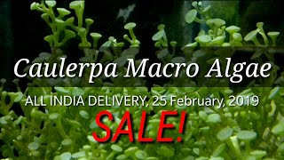 Caulerpa Macro Algae Sale in India Buy macro algae online Macro Algae price in India C Peltata [upl. by Inaluahek]