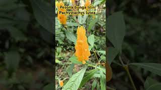 Pesona bunga lilin Pachystachys lutea [upl. by Niuq]