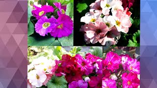 37💕🌸🍃Primula Obconica  Care and Tips 👈 [upl. by Brindell]