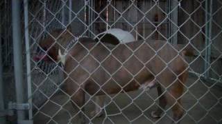 AMERICAN BULLY KENNEL  PRAT PITS [upl. by Nies]