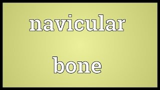 Navicular bone Meaning [upl. by Ltsyrk]