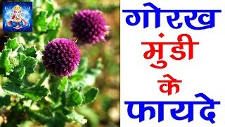 गोरखमुंडी के फायदे और उपयोग sphaeranthus indicus benefits Ayurved shala [upl. by Eikcir]