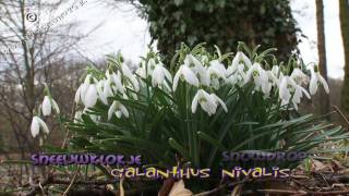 sneeuwklokjes  snowdrops  galanthus nivalis 01 [upl. by Dusen]