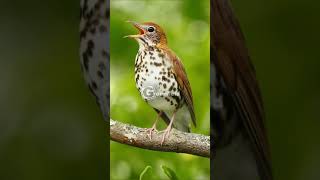 Wood Thrush Singing and Call [upl. by Ahsert]