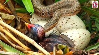 Snake hunts baby bird in nest  Snake attack on bird [upl. by Eduardo]