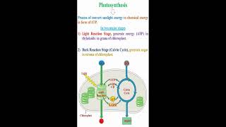 Photosynthesis Meaning geneticteacher [upl. by Gipsy]