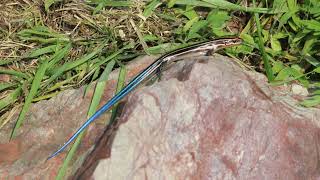 FIVE LINED SKINK [upl. by Fernanda]