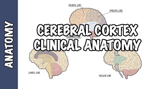 Clinical Anatomy  Cerebral Cortex lobes injury and clinical signs [upl. by Garnette]