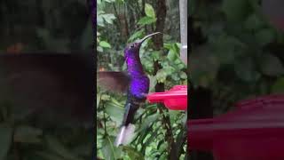 The Violet Sabrewing Steals The Show In My Opinion [upl. by Atipul]