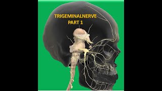 TRIGEMINAL NERVE PART 1 [upl. by Margo]