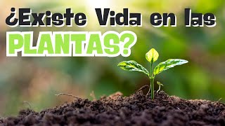 ¿EXISTE VIDA EN LAS PLANTAS [upl. by Lebna]