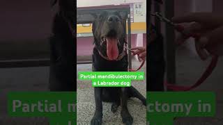 Partial mandibulectomy caudal to symphysis in a Labrador dogoral tumour treatmentdogdrrbk [upl. by Kori281]