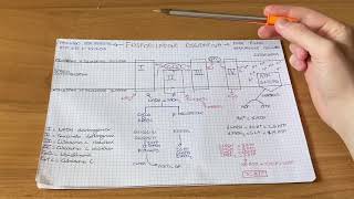 Fosforilazione Ossidativa Semplificata  Biochimica [upl. by Odlaner]