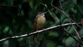 Greycheeked Bulbul  Alophoixus bres [upl. by Cailean]