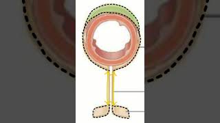 🤔¿PERITONEOMESENTERIOEPIPLÓN 🤔 doctor sabiasque medicina peritoneo [upl. by Ruberta945]