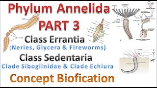 Phylum Annelida part 3 Class Errantia amp Class Sedentaria [upl. by Meurer]