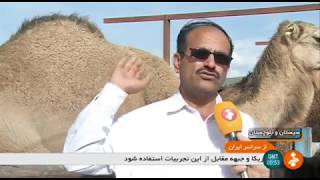 Iran Camel farming report Zahedan county گزارشي از پرورش شتر شهرستان زاهدان ايران [upl. by Norha]