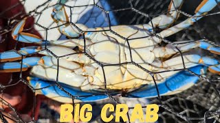 Blue Crabs Big Ones [upl. by Arbuckle]