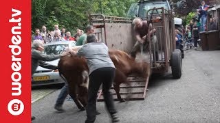 Woerden TV  Politie schiet dolle koe neer in Woerden [upl. by Crudden]