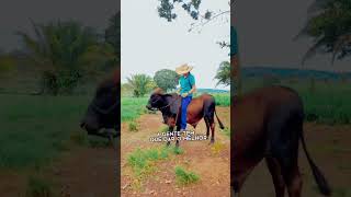 Girl enjoying riding an OX Ox Oxriding sheep goatriding Buffaloriding cowriding [upl. by Adile790]