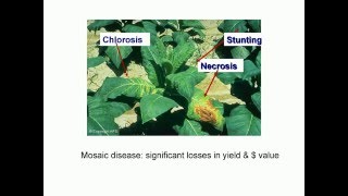 Tobacco mosaic virus details best [upl. by Leanard]