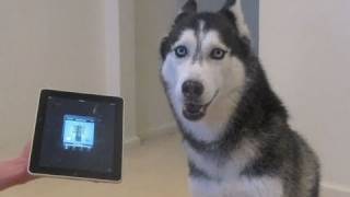 Husky Dog Sings with iPAD  Better than Bieber now on iTunes [upl. by Hey]