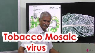 11Botany  The living world  Tobacco Mosaic Virus [upl. by Sturrock368]