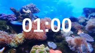 1 Minute Timer Relaxing Music Lofi Fish Background [upl. by Aiclid300]