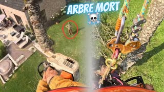 Élagage par démontage d’un arbre mort ☠️ Stihl Msa 220 et ms 201 [upl. by Ettennan150]