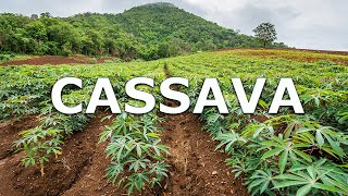 Cassava in Thailand By Plantations International [upl. by Kassia]