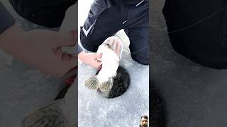 Hook fishing 🎣🎣🎣 fishing icefishing icefish ice [upl. by Arahk672]